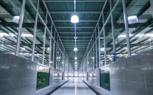 工廠化養(yǎng)石斑魚 海水養(yǎng)殖技術的創(chuàng)新突破