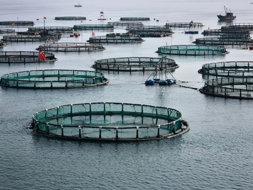 DNA編碼深海 海水養(yǎng)殖技術研發(fā)引領海鮮外賣新體驗