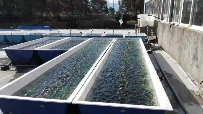 春日海味正當時 象山海水養(yǎng)殖技術研發(fā)引領鮮味新篇章