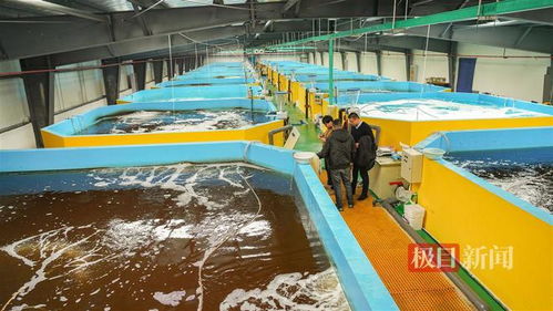 武漢內(nèi)陸研發(fā)海水養(yǎng)殖技術，2毫米對蝦苗兩月游上市民餐桌