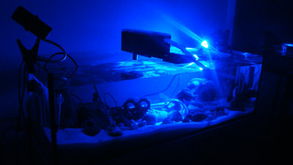 三湖慈鯛養(yǎng)殖中海水技術的應用與過濾系統(tǒng)優(yōu)化探討