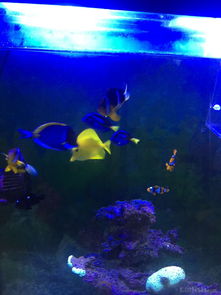 昌平北七家海水魚友出養(yǎng)定老魚，限同城打包自提，共探海水養(yǎng)殖技術交流